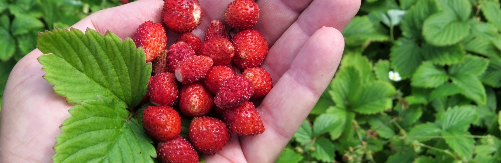 Fragaria jahodnik_banner